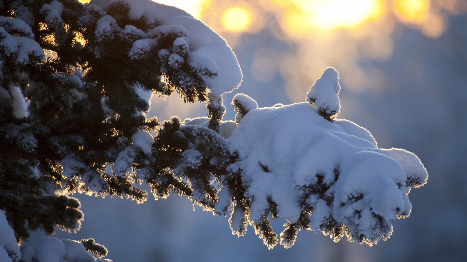 A close up of a tree branch covered in snow with the sun shining through the branches (winter, kazakhstan, snow, precipitation, weather)