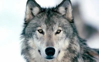 Regard intense d'un loup des neiges