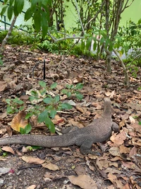 pflanzengemeinschaft, landsäugetier, boden, schuppenreptil, schwanz