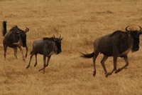 Rebanho de gnus migrando pela savana