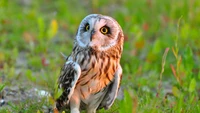 Búho de orejas cortas en hábitat natural con ojos amarillos llamativos