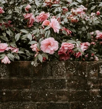 Camelias rosas florescendo contra uma parede de tijolos rústica