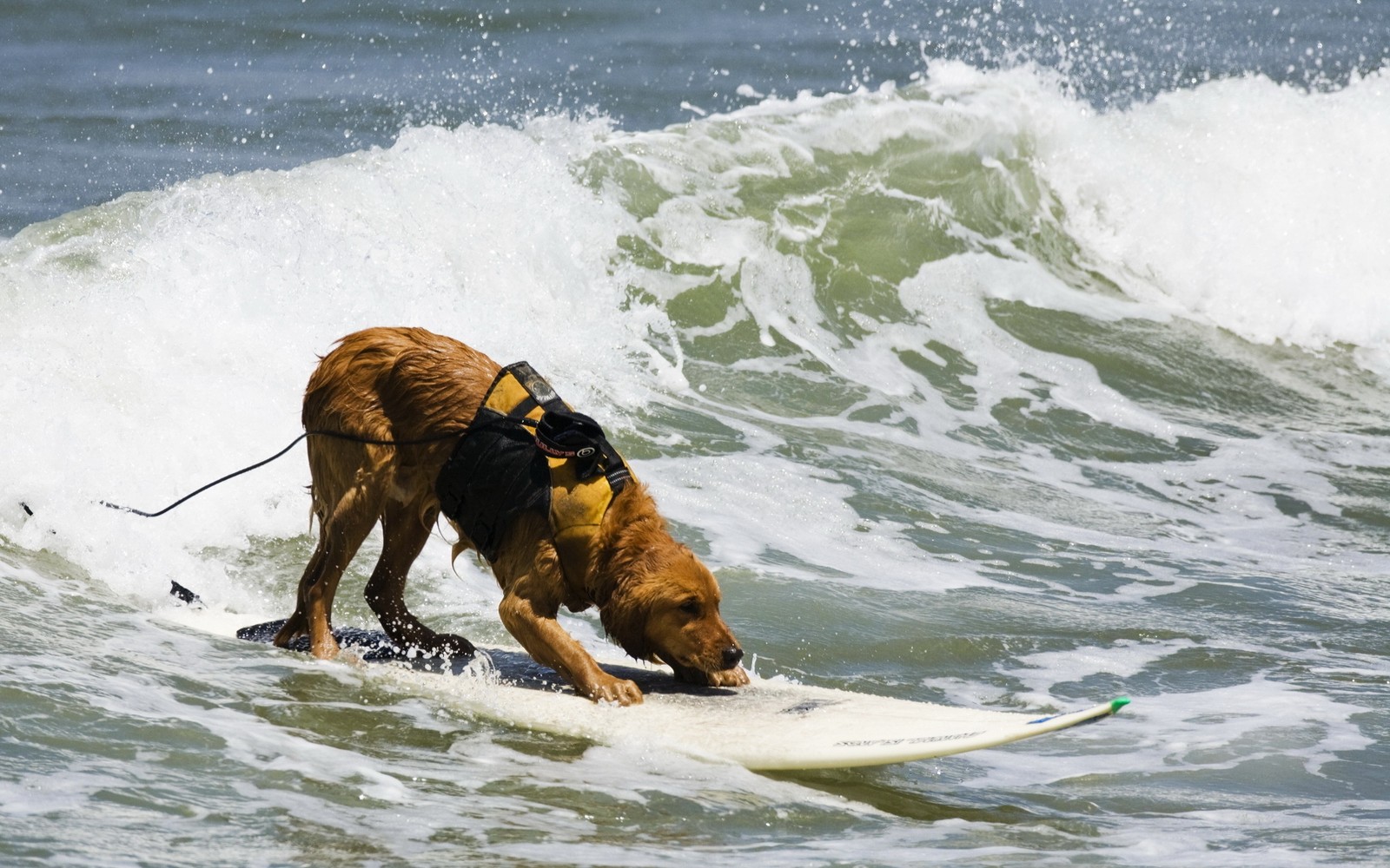 Surfer with dog on surfboard in ocean with large wave (surfing, dog, wave, wind wave, boardsport)