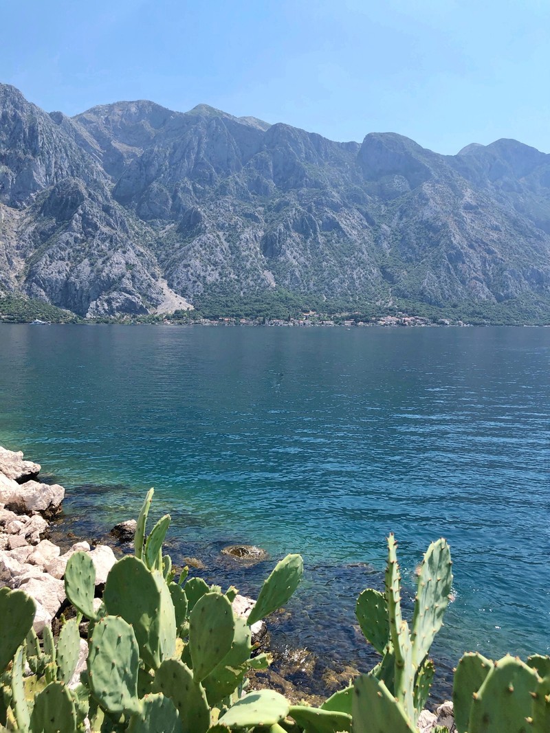 Кактус, растущий на скалах у воды (берег, горный пейзаж, водные ресурсы, фьорд, растительность)