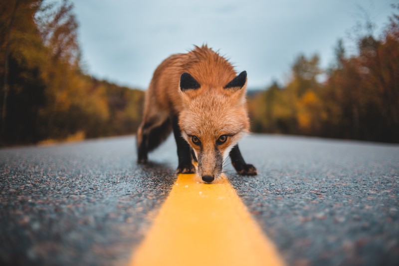 Близкий план лисицы на дороге с желтой линией (рысь, лиса, canidae, дикая природа, нос)