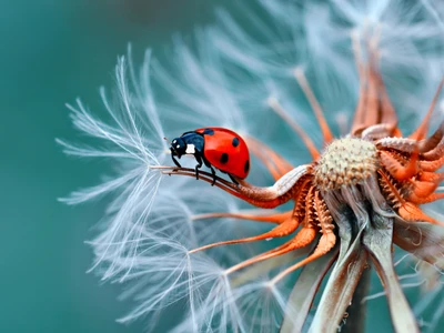 lente de cámara, artrópodo, ojo, insecto, planta