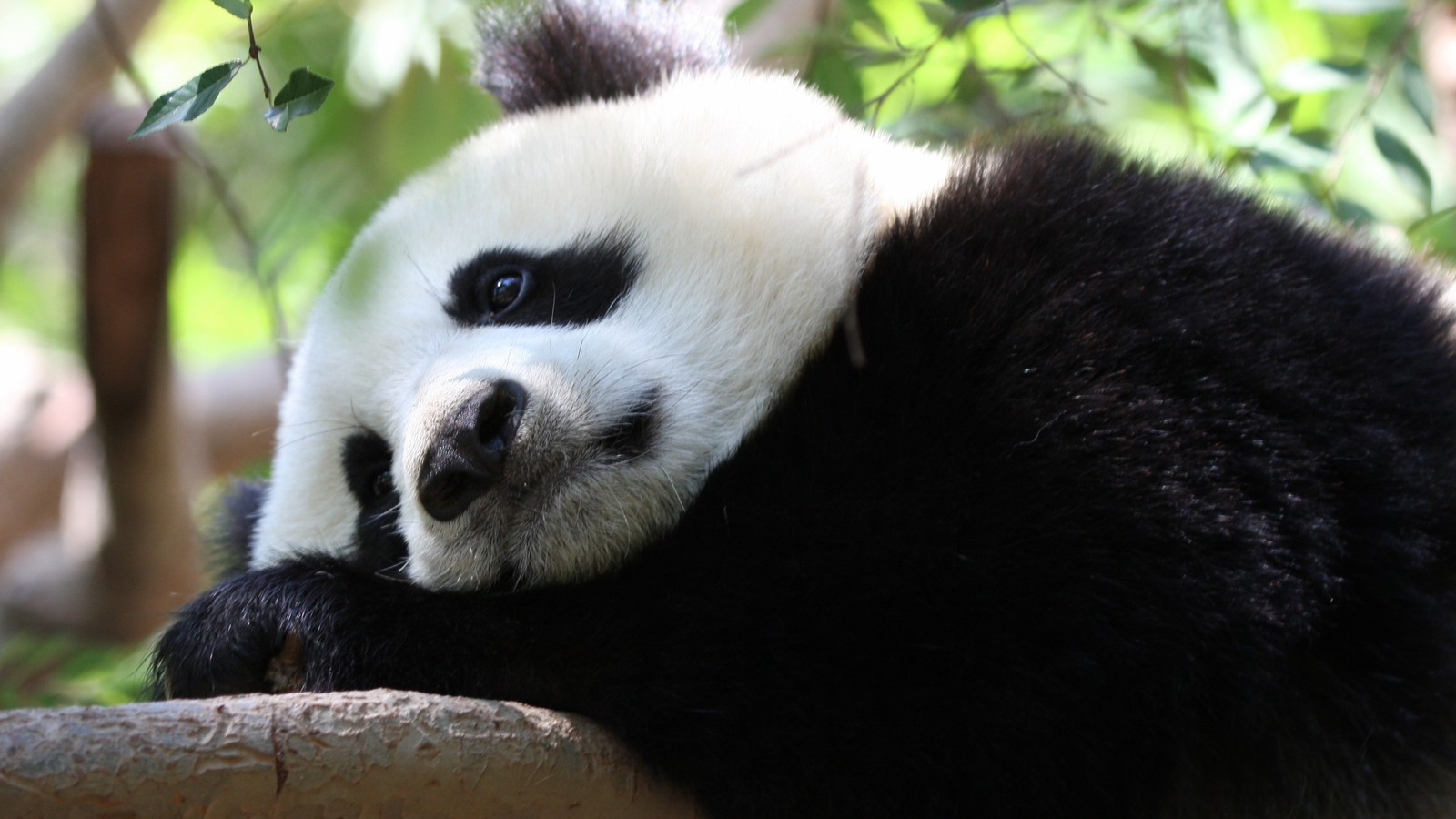 Oso panda acostado en una rama con la cabeza en una rama de árbol (panda gigante, animal terrestre, hocico, nariz, pelaje)