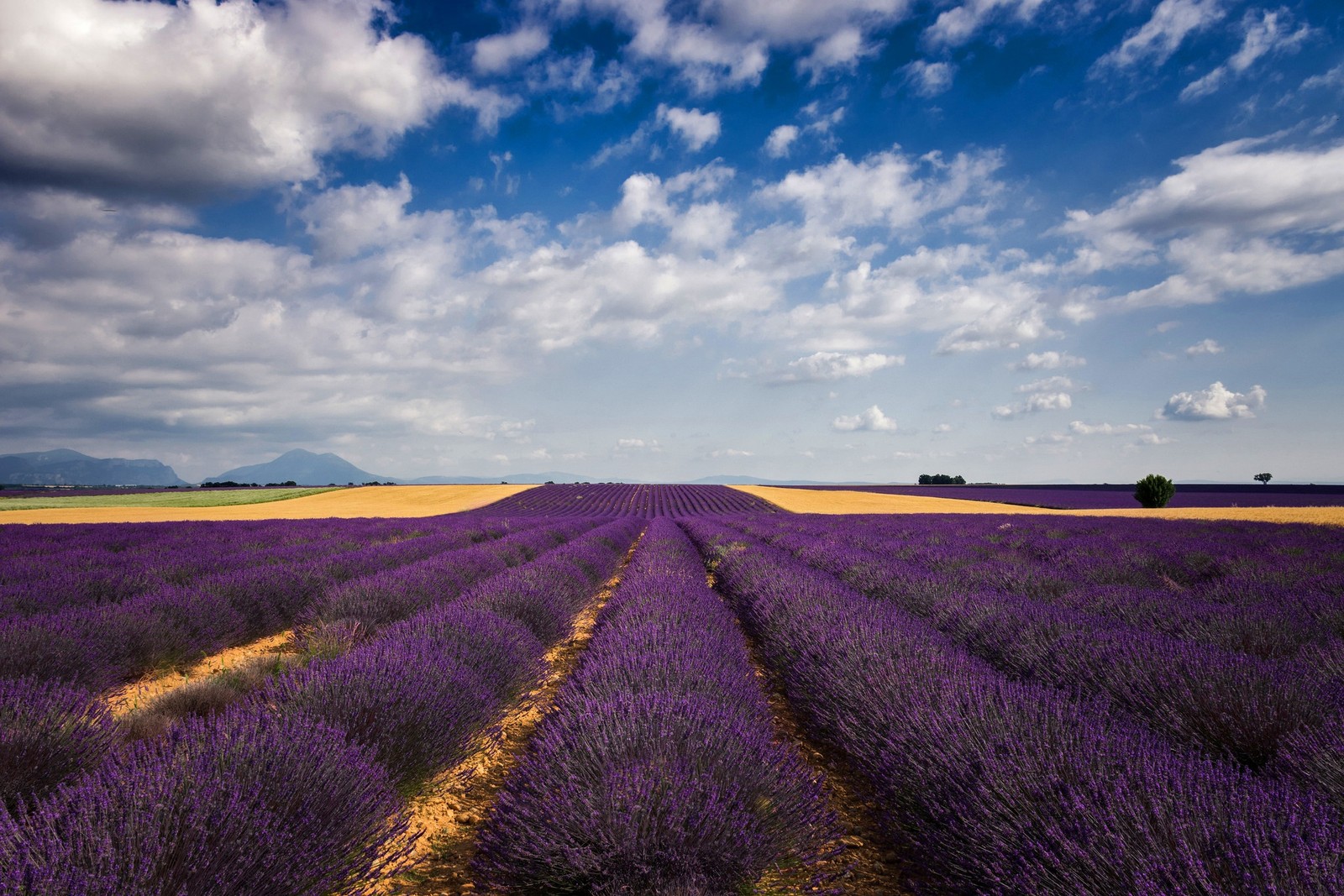 Campo de lavanda en el campo de provenza, francia. (lavanda, campo, lavanda inglesa, horizonte, púrpura)