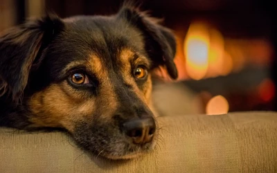 Крупный план душевной собаки, resting головой на диване, с теплым, светящимся светом от камина на заднем плане.