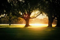 Árvores iluminadas pelo sol projetando sombras em uma floresta matinal serena