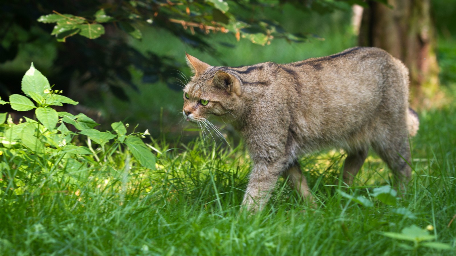 Lade wildleben, wildkatze, pixie bob, gato, pflanze Hintergrund herunter