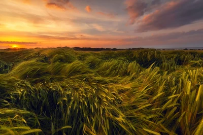 Goldene Felder bei Sonnenuntergang: Eine malerische Getreidelandschaft