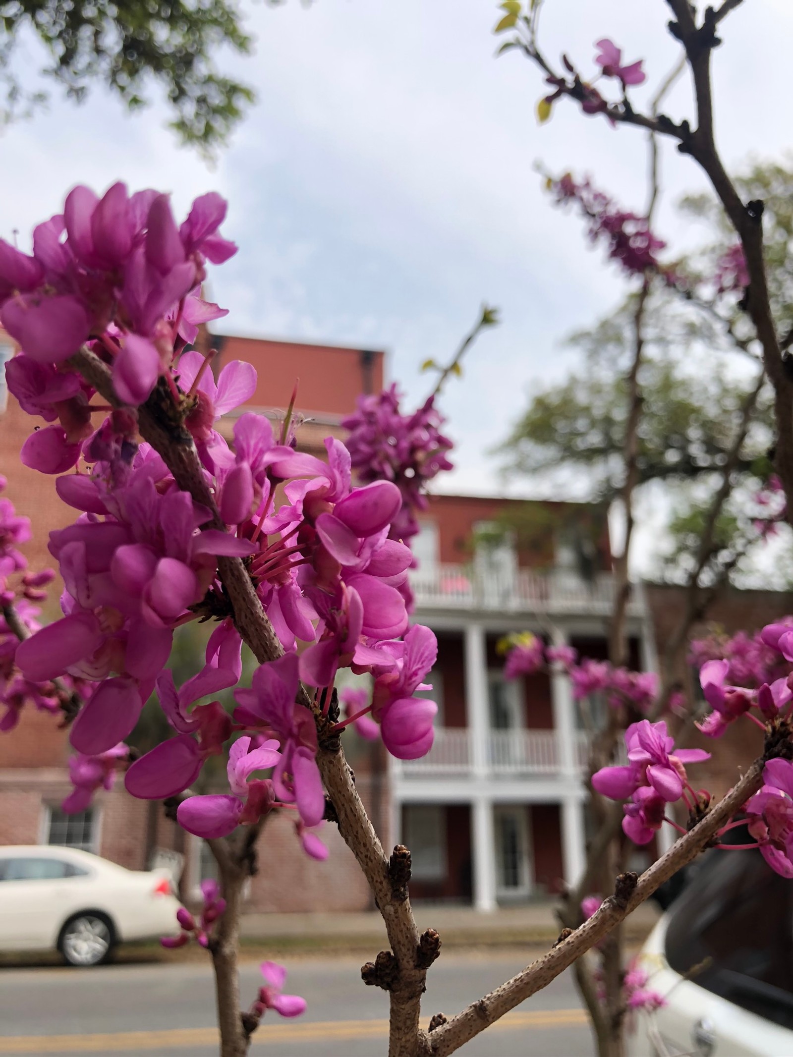 Flores moradas en un árbol frente a un edificio (floración, planta floreciendo, flor de cerezo, ramo, pétalo)