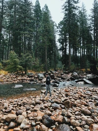 A serene stream bed surrounded by an old growth forest, featuring smooth pebbles and rugged rocks under a canopy of towering trees.