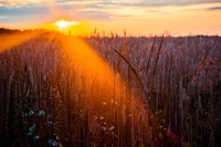 Lever de soleil doré sur une prairie sereine