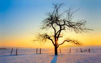 Árvore solitária ao amanhecer: uma manhã de inverno na Nova Zelândia