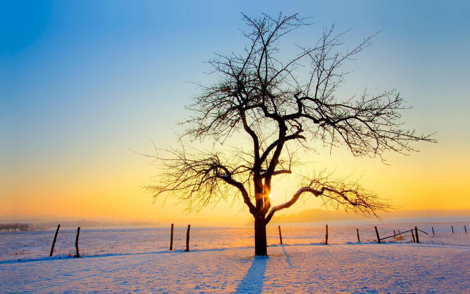 Uma árvore na neve com o sol se pondo atrás dela (inverno, árvore, ramo, horizonte, congelamento)