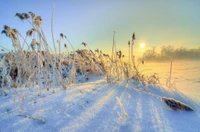 winter, snow, freezing, morning, ecoregion wallpaper