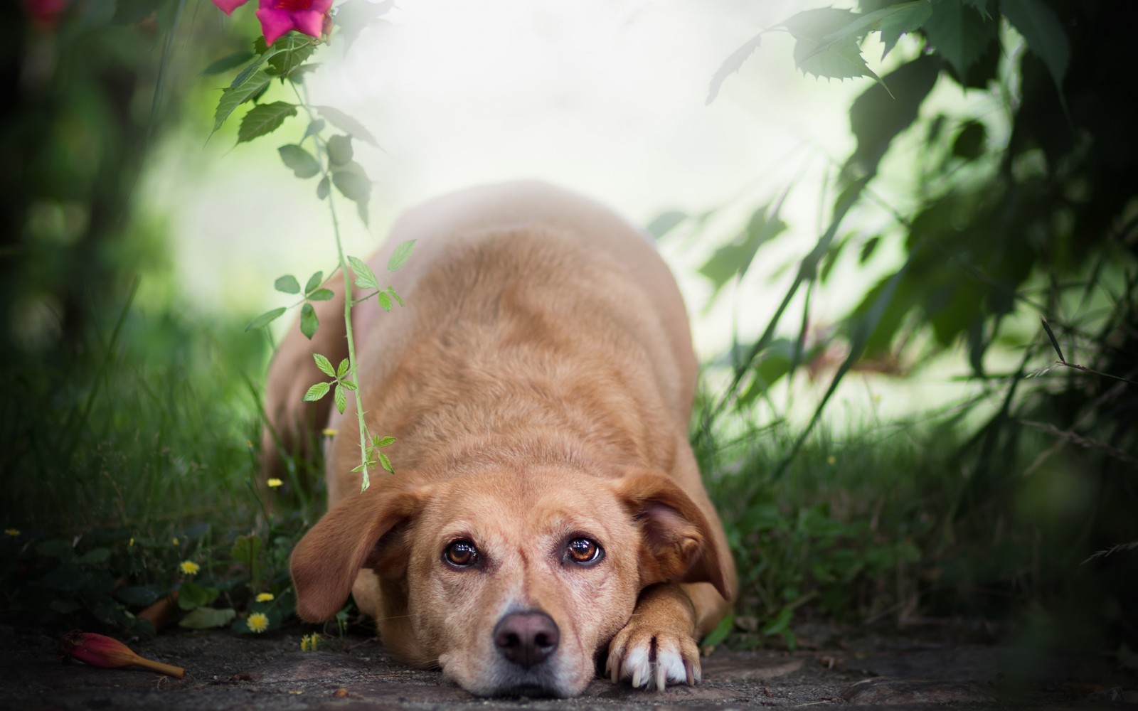 Descargar fondo de pantalla perro, golden retriever, raza de perro, hocico, perro de compañía