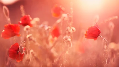 Amapolas rojas radiantes en suave luz de verano