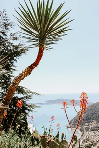 Vegetación costera con palmeras y flores silvestres con vista al mar