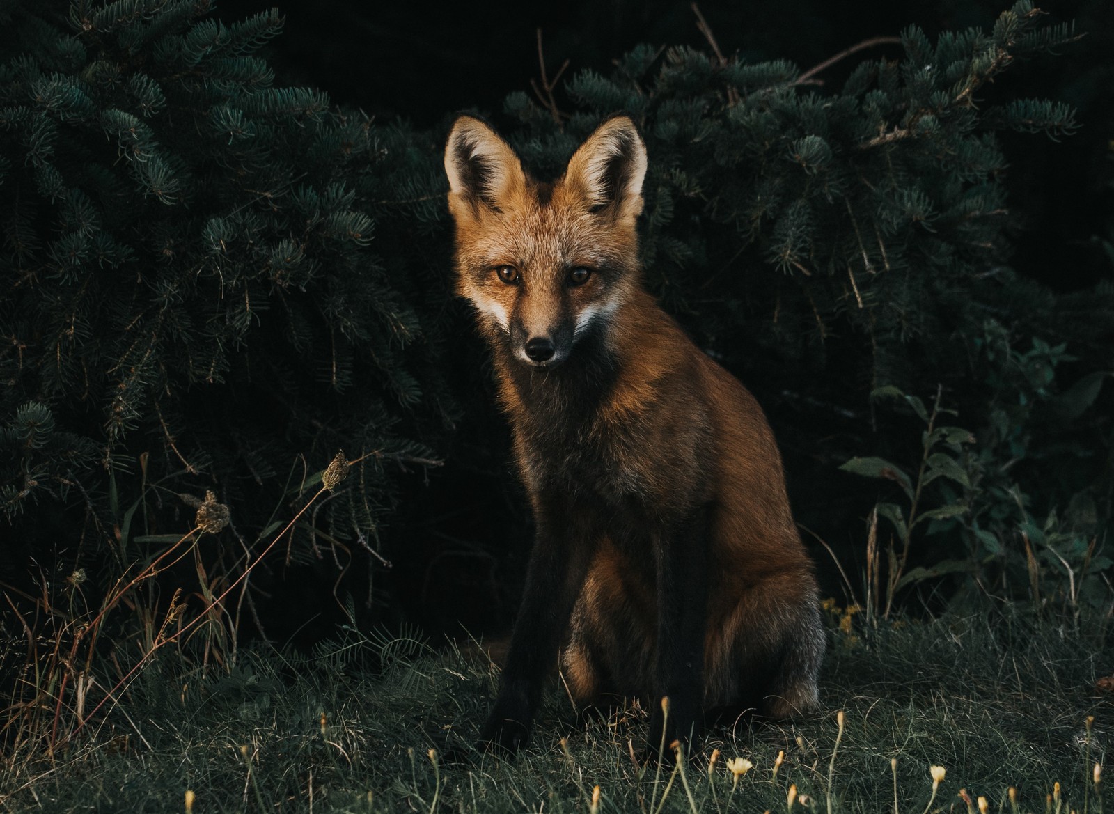 There is a fox sitting in the grass near some bushes (brown fox, green grass, dark background, canine, wildlife)