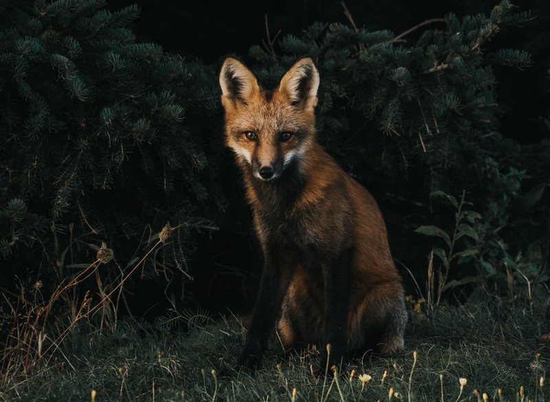 Лис сидит в траве рядом с кустами (brown fox, зеленая трава, тёмный фон, собачий, дикая природа)