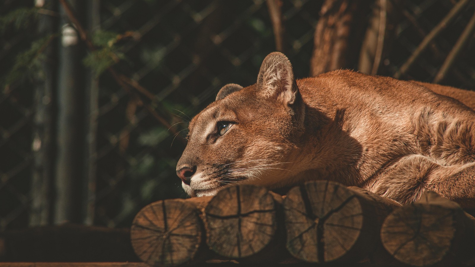 Крупный план пума, лежащей на бревне в зоопарке (лев, черно белый, felidae, кошки маленьких и средних размеров, усы)