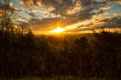 Goldener Sonnenuntergang über üppigem Grün