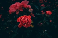 Lebendige rote Floribunda-Rosen in Blüte