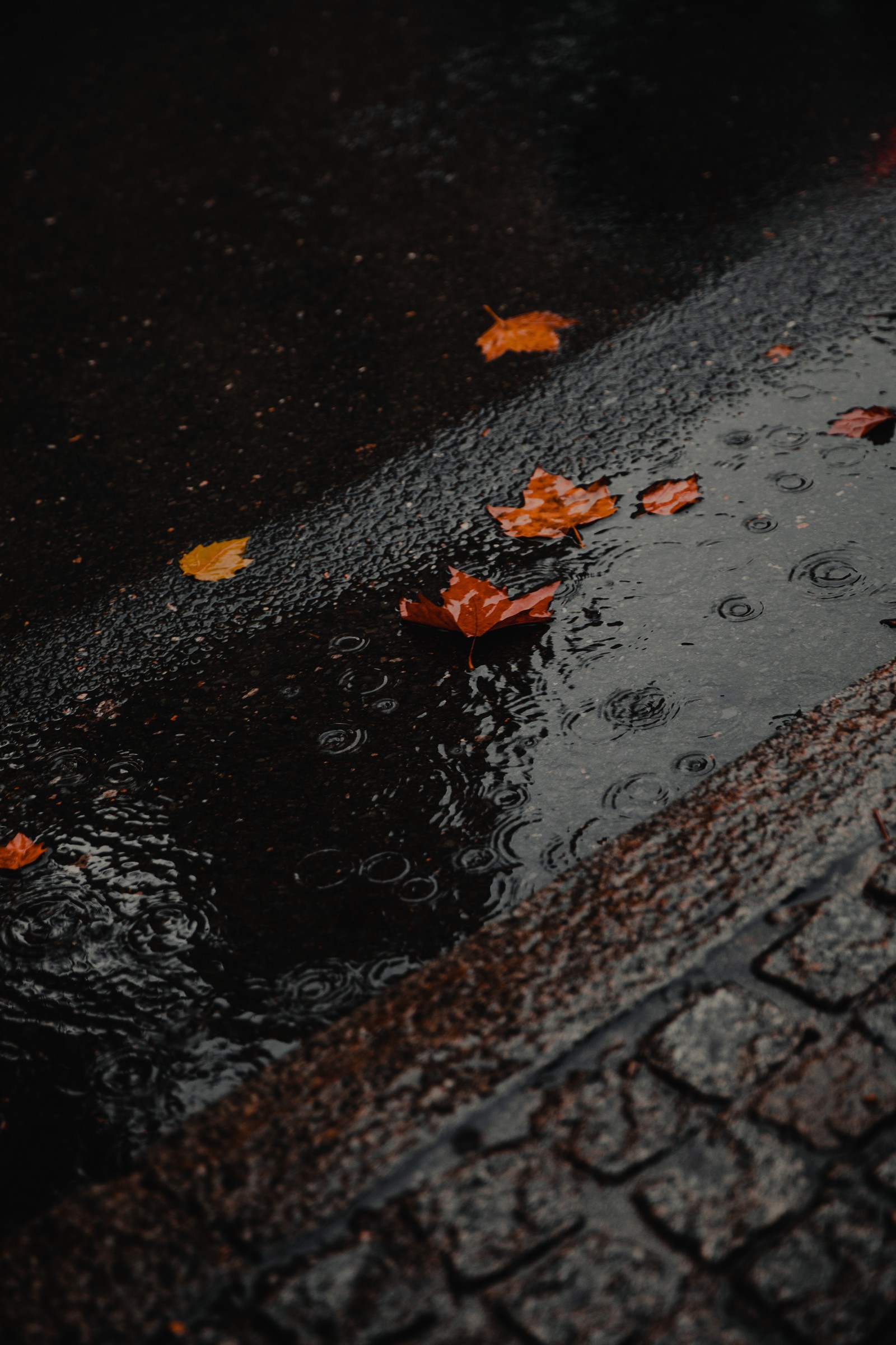 Hay una acera mojada con hojas sobre ella y una acera de ladrillos (agua, superficie de la carretera, asfalto, hoja, reflexión)