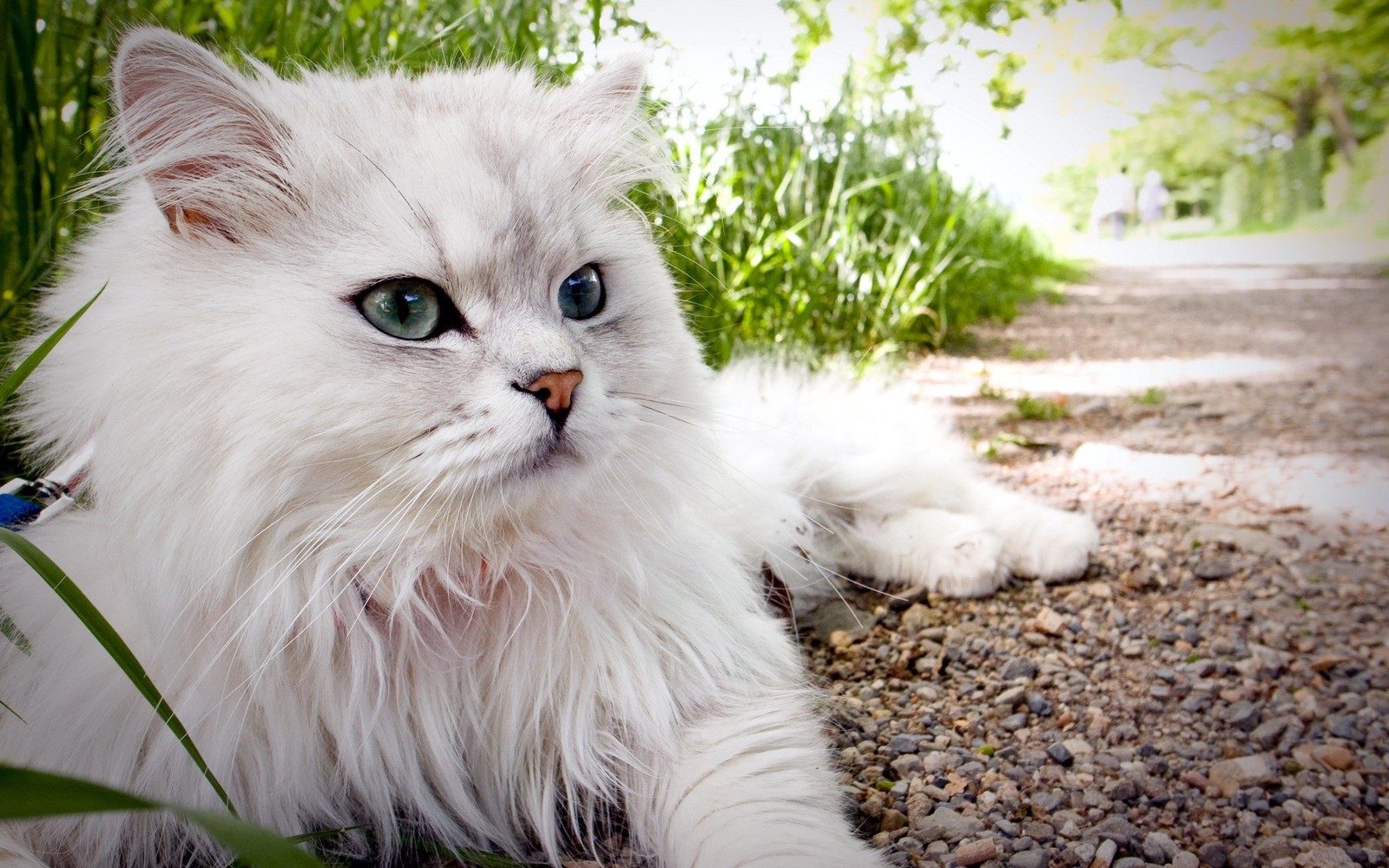 Белый кот лежит на земле в траве (персидская кошка, котёнок, экзотическая короткошерстная, турецкий ангоры, гималайская кошка)