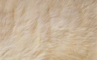 fur, beige, material, texture wallpaper