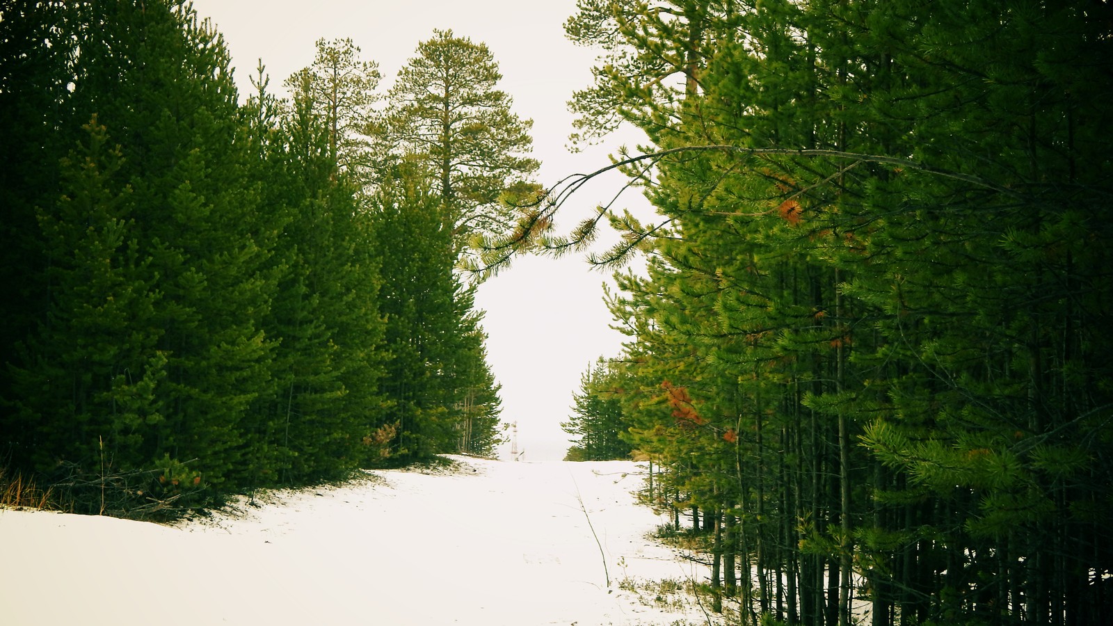 Un camino cubierto de nieve con árboles y un telesilla al fondo (bioma, vegetación, árbol, verde, naturaleza)