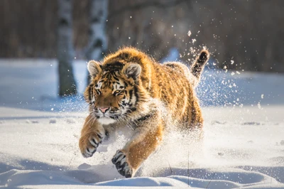 felidae, tigre siberiano, felino grande, león, tigre de bengala