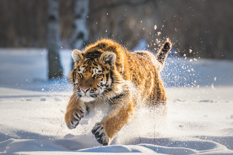 Жираф, бегущий по снегу в лесистой местности (felidae, сибирский тигр, большая кошка, лев, бенгальский тигр)