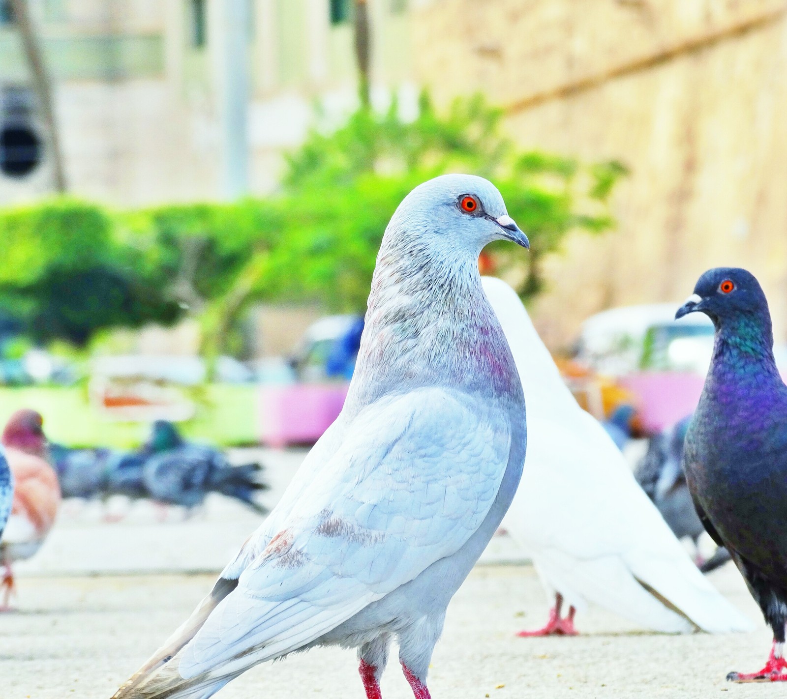 Il y a beaucoup de pigeons debout ensemble sur le sol dans la ville (beau, oiseaux, effet)