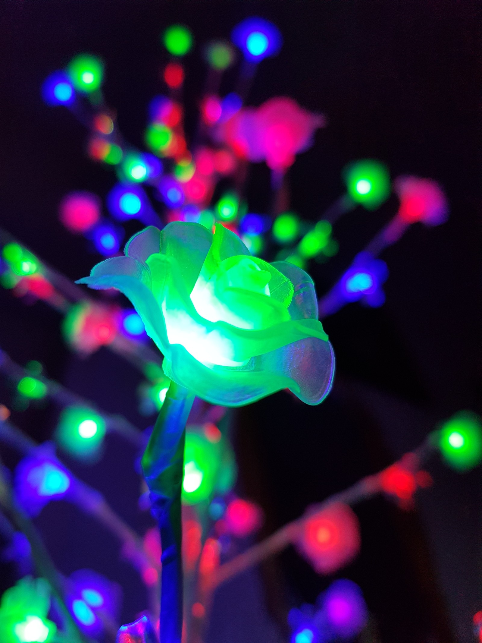 Luzes coloridas em um talo de flor (natal, luzes, ano novo, rosa)