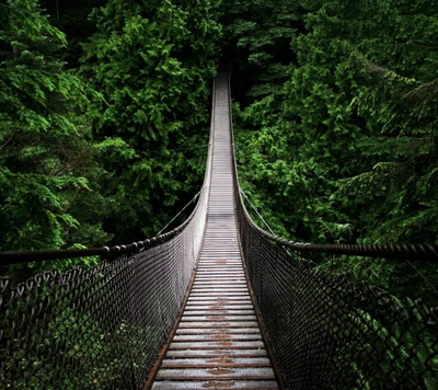 Puente colgante a través del exuberante dosel de la jungla