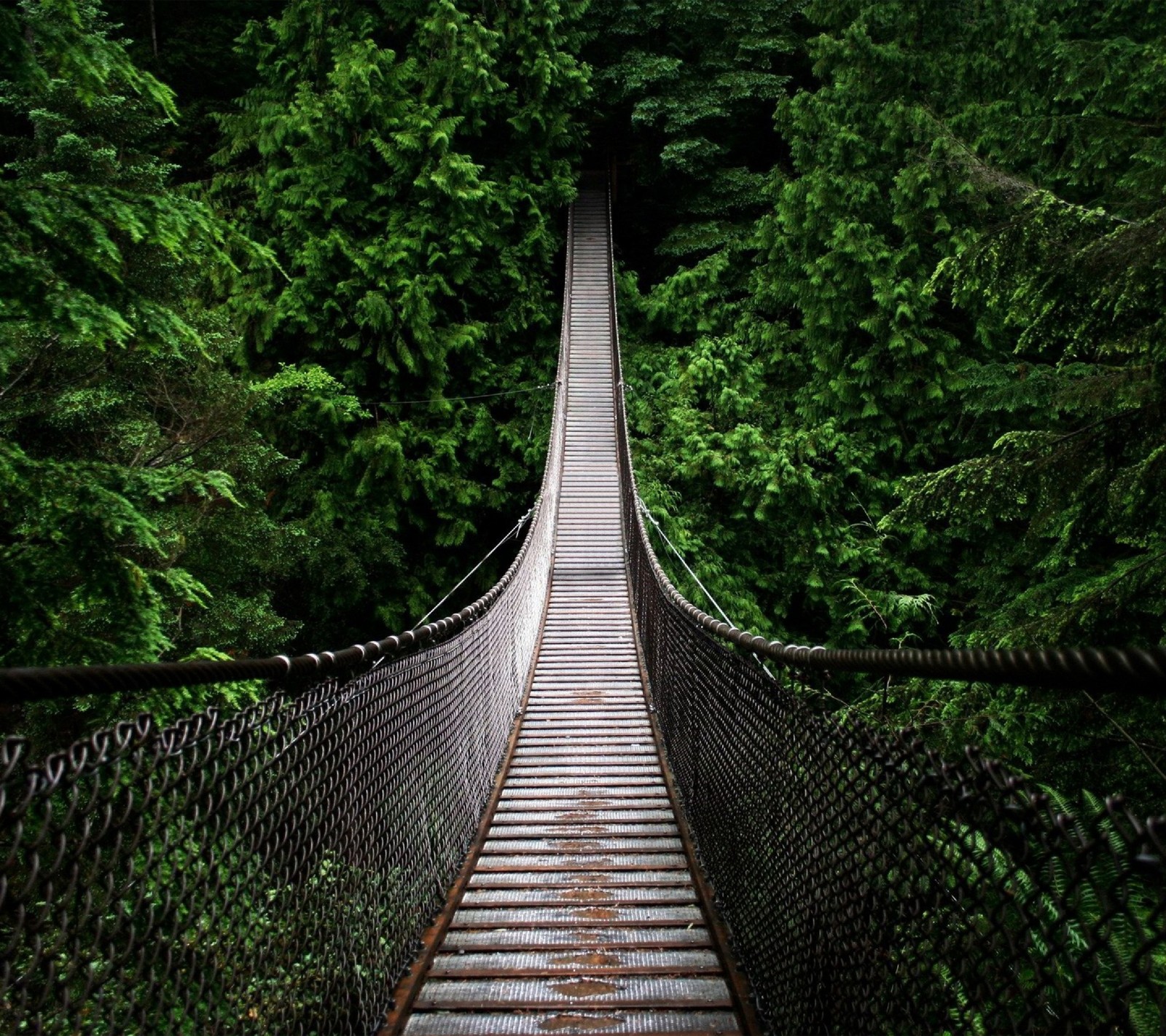 Arafed brücke inmitten eines waldes mit vielen bäumen (brücke, dschungel, pfad, baum)