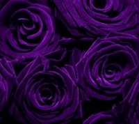 dark flowers, roxo, rosas