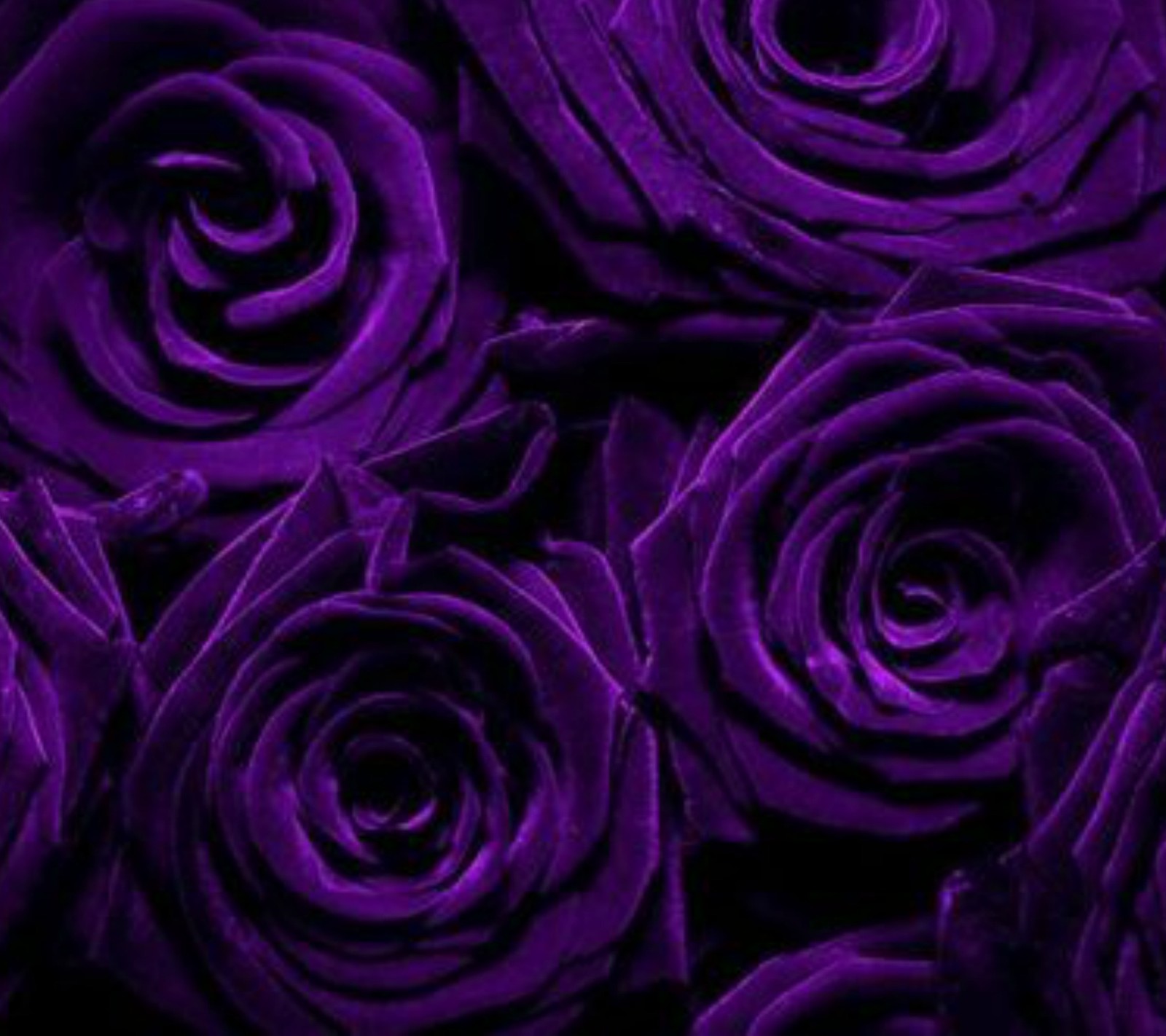 dark flowers, purple, roses wallpaper