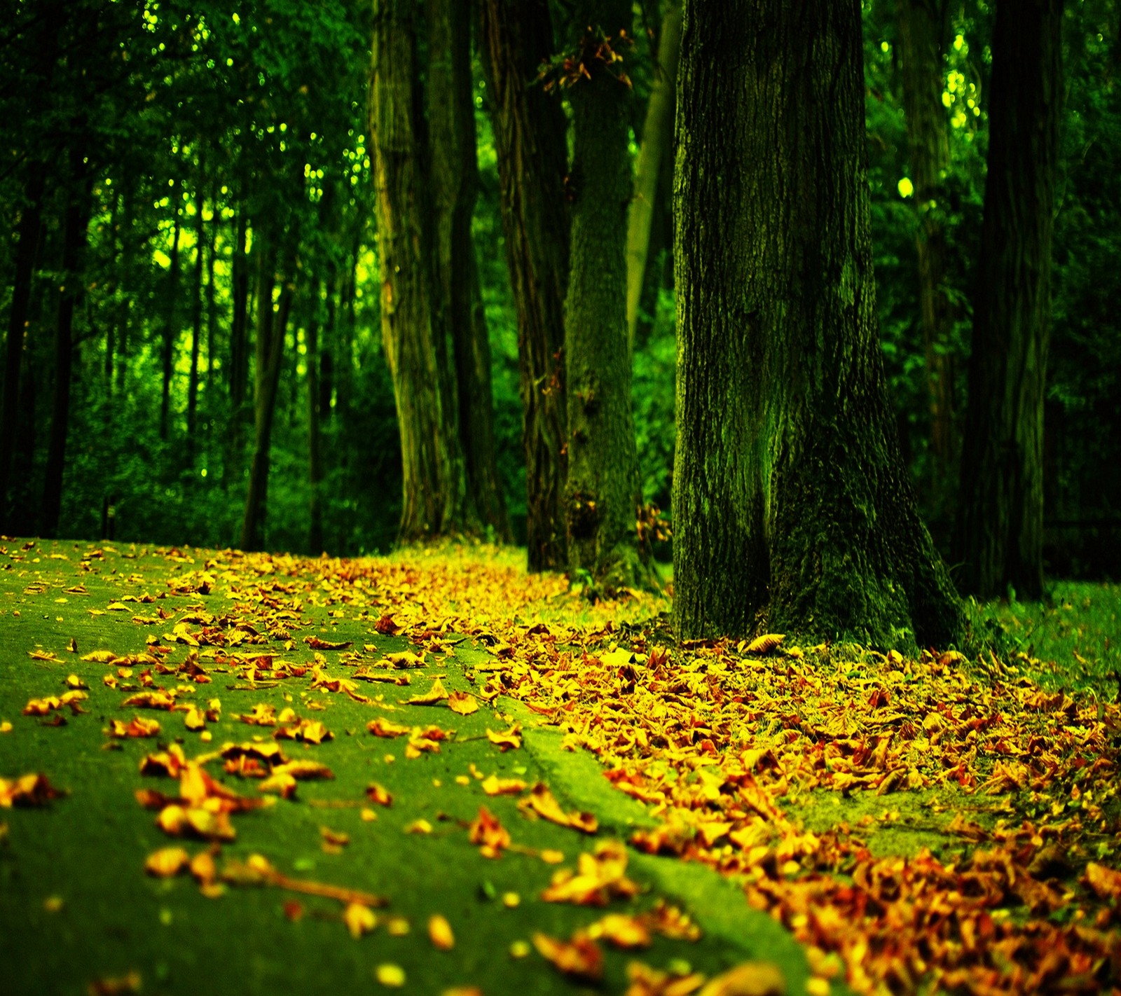 Hojas en el suelo en un bosque con un hidrante (otoño, naturaleza)