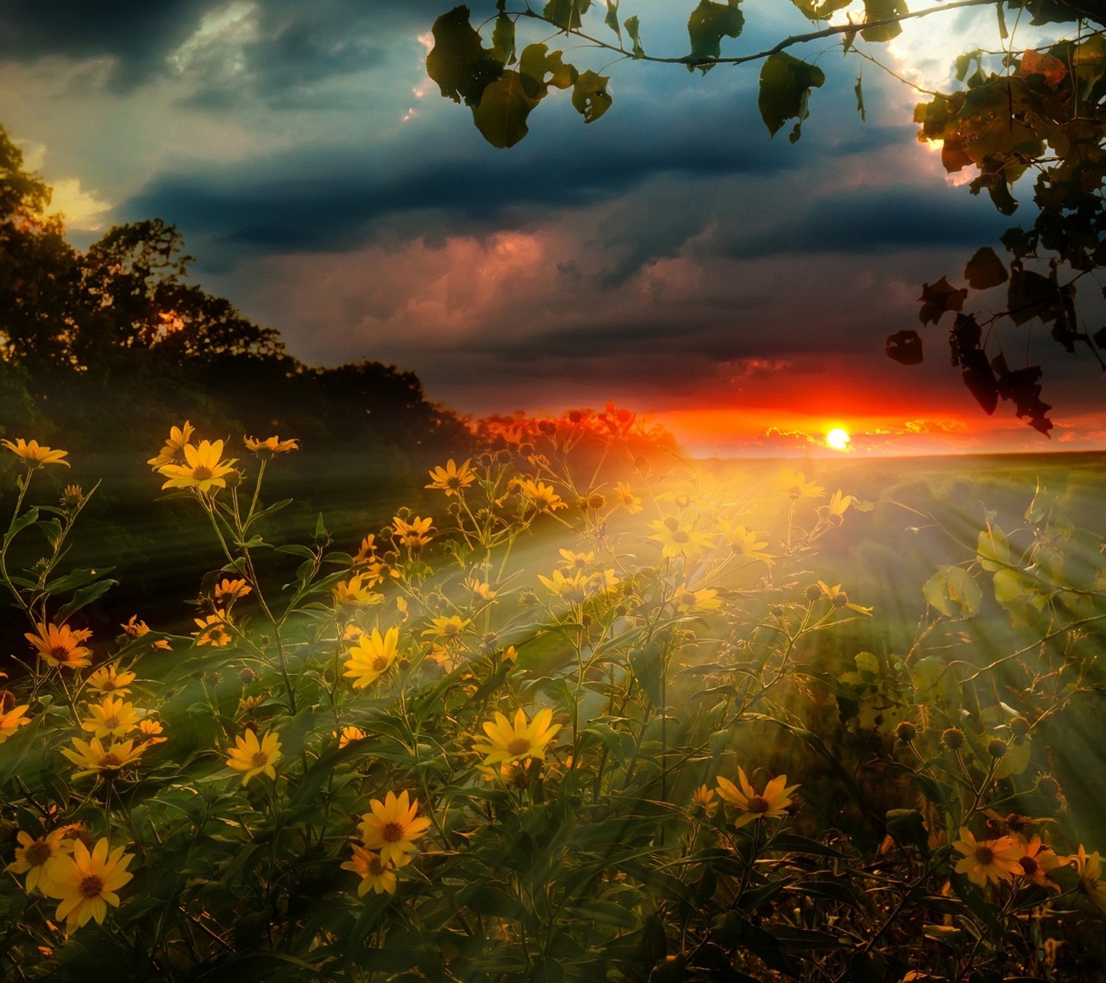 Gros plan d'un champ de fleurs avec le soleil se couchant en arrière-plan (abej, beograd, champ, fleurs, paysage)