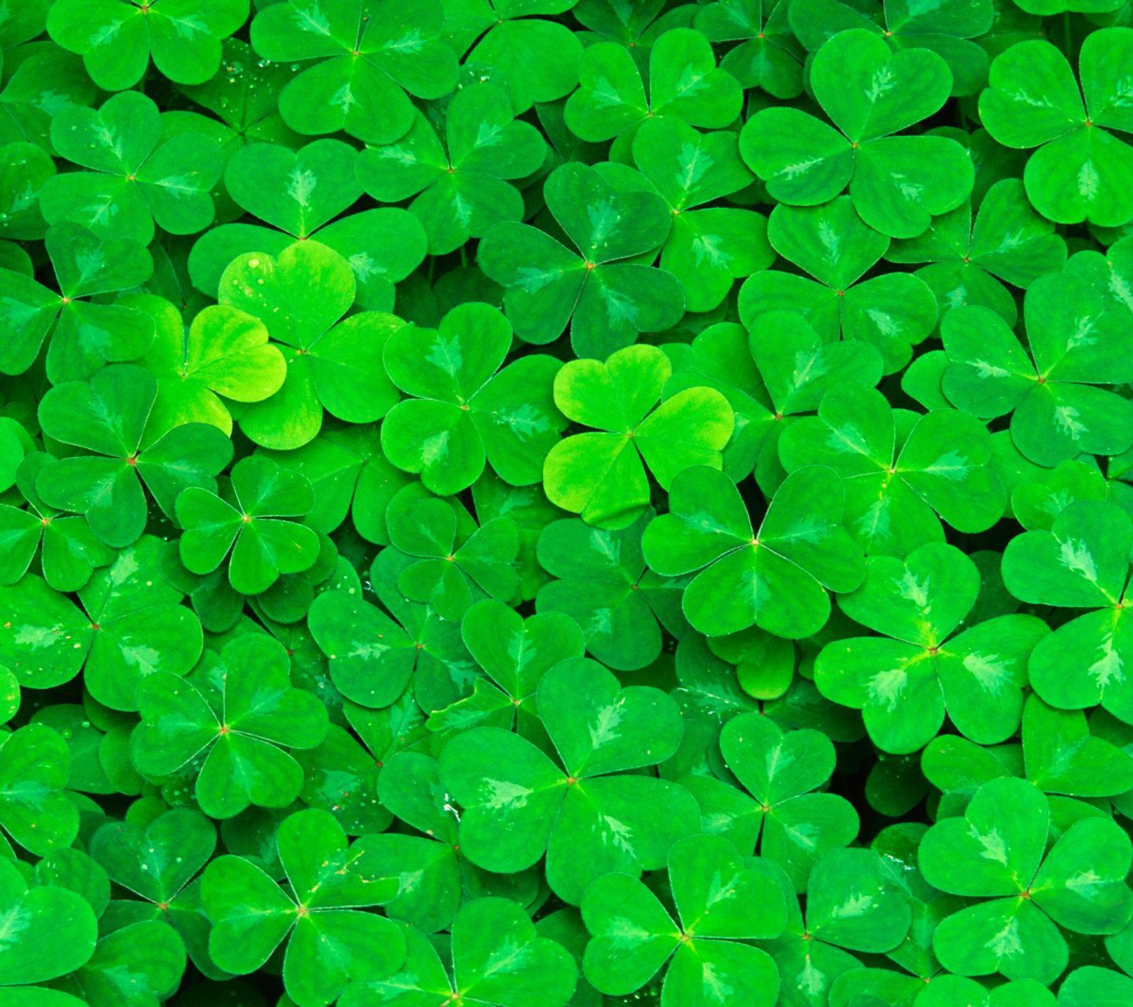 A close up of a bunch of green clovers growing in a field (clover, green, nature, nice)