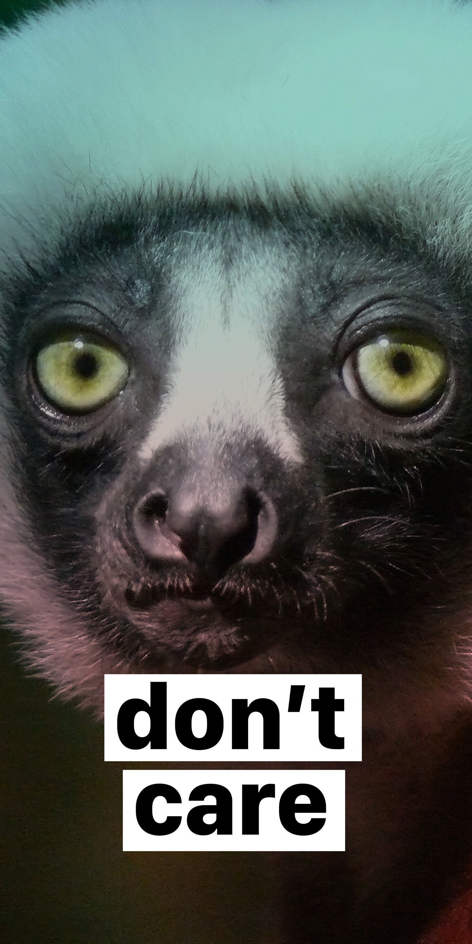 There is a black and white monkey with a don't care sign on it (care, dont, eyes, fun, funny)