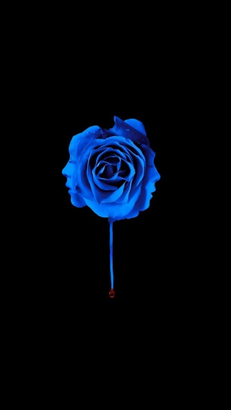 Un primer plano de una rosa azul sobre un fondo negro (abstracto, genial, rosa)