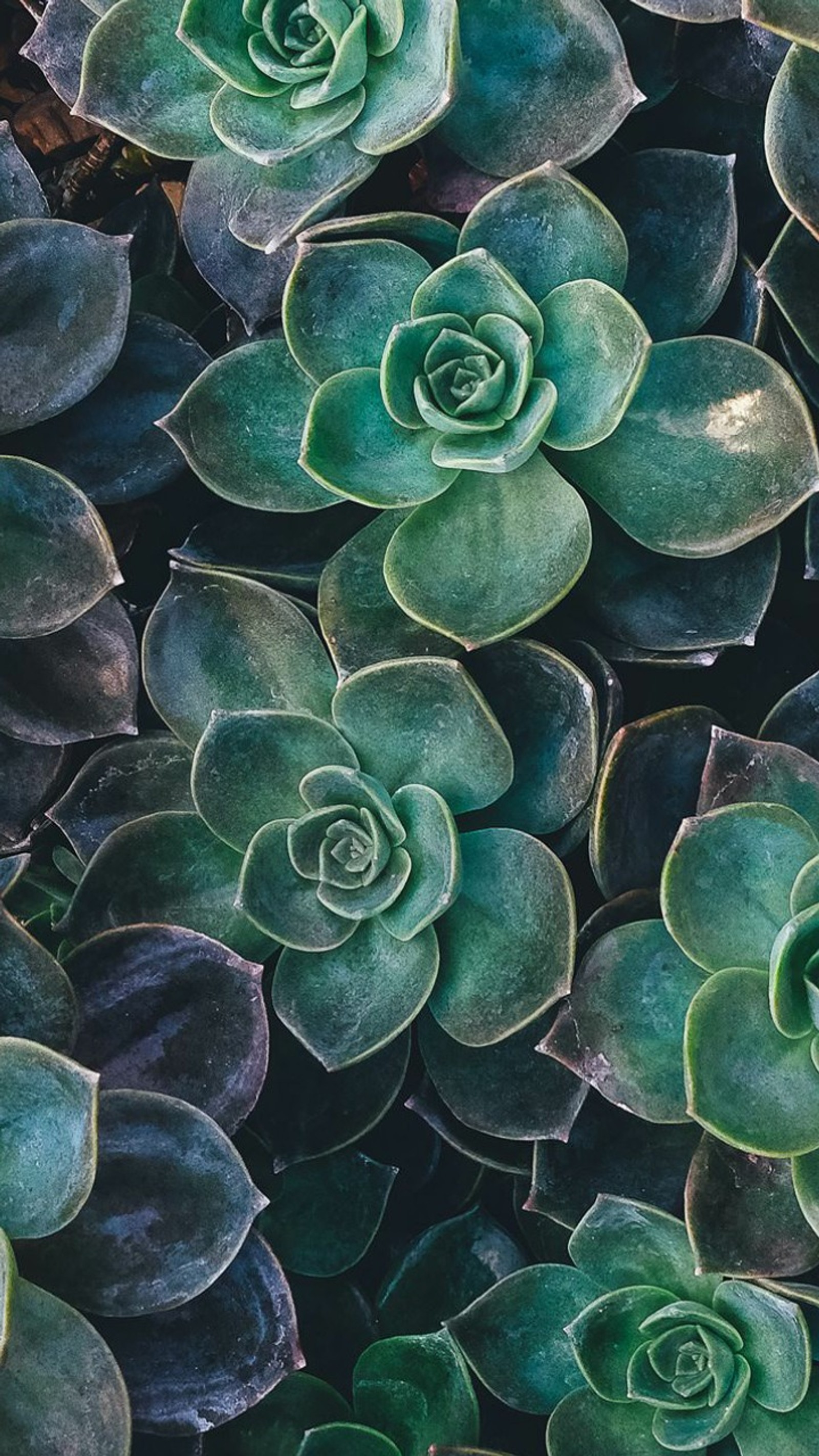 Un primer plano de un grupo de plantas verdes con hojas (asombroso, flores, verde, plantas)