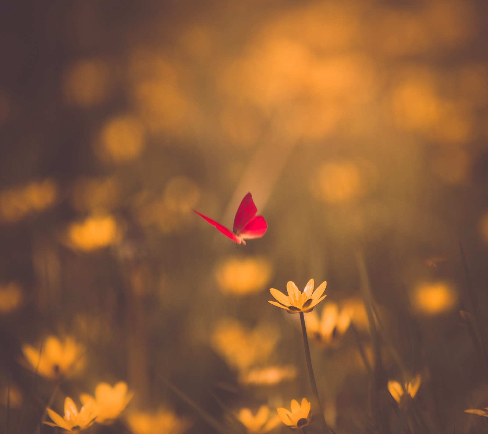 There is a butterfly flying over a field of yellow flowers (butterfly, flowers, nature, red, yellow)