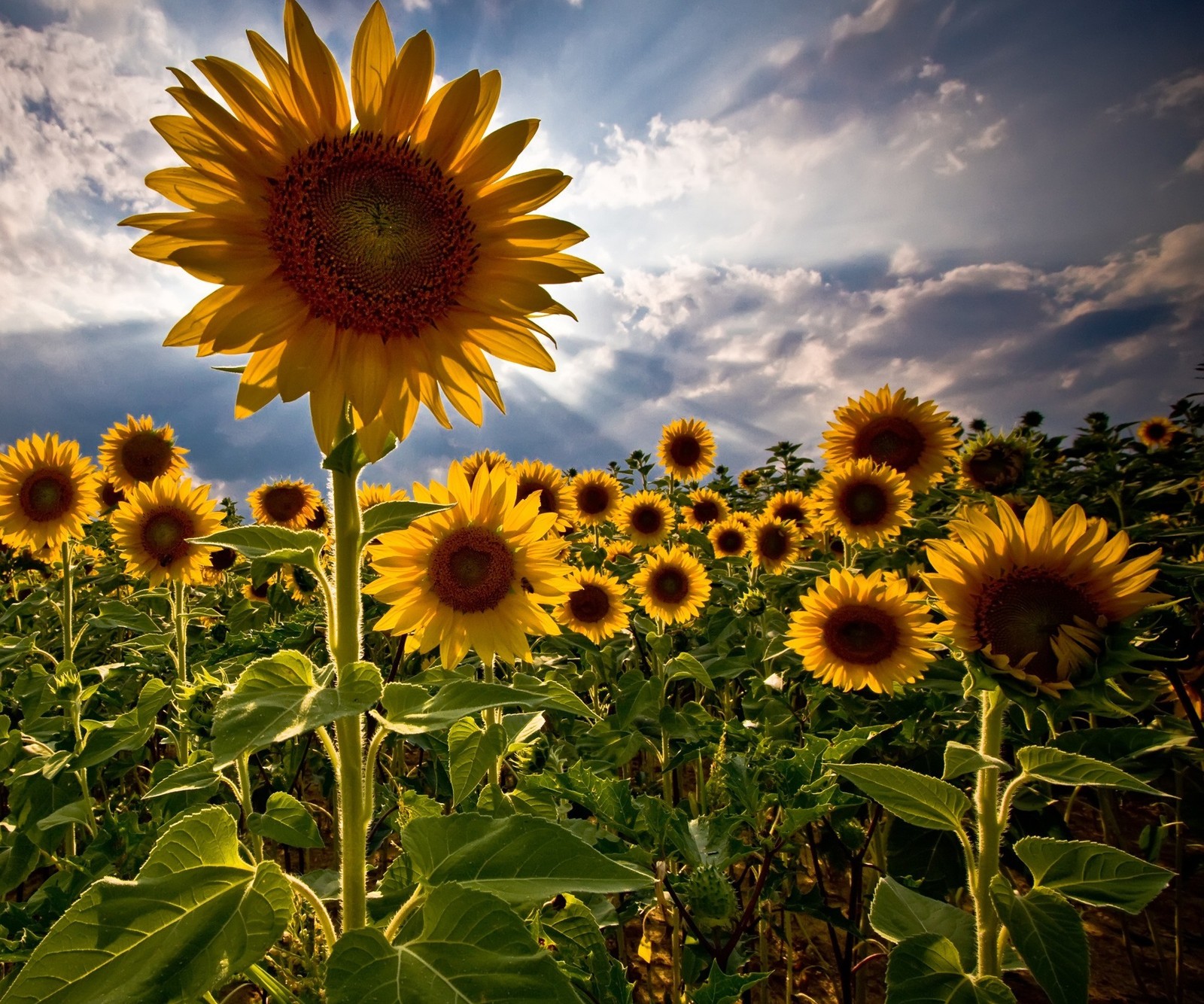 Il y a un champ de tournesols avec un ciel nuageux en arrière-plan (paysage, nature, tournesols)